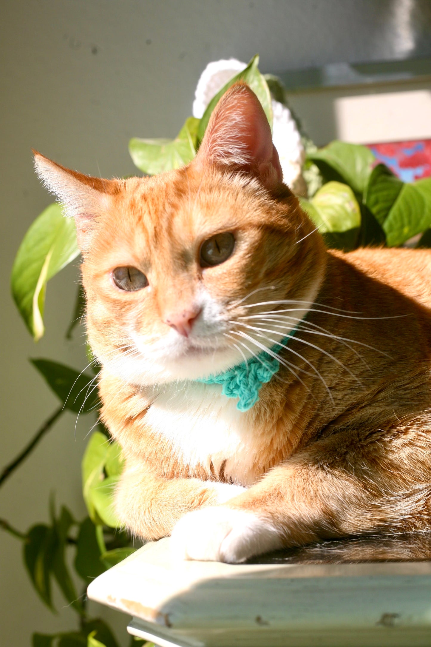 Crochet Trinity Cat Collar