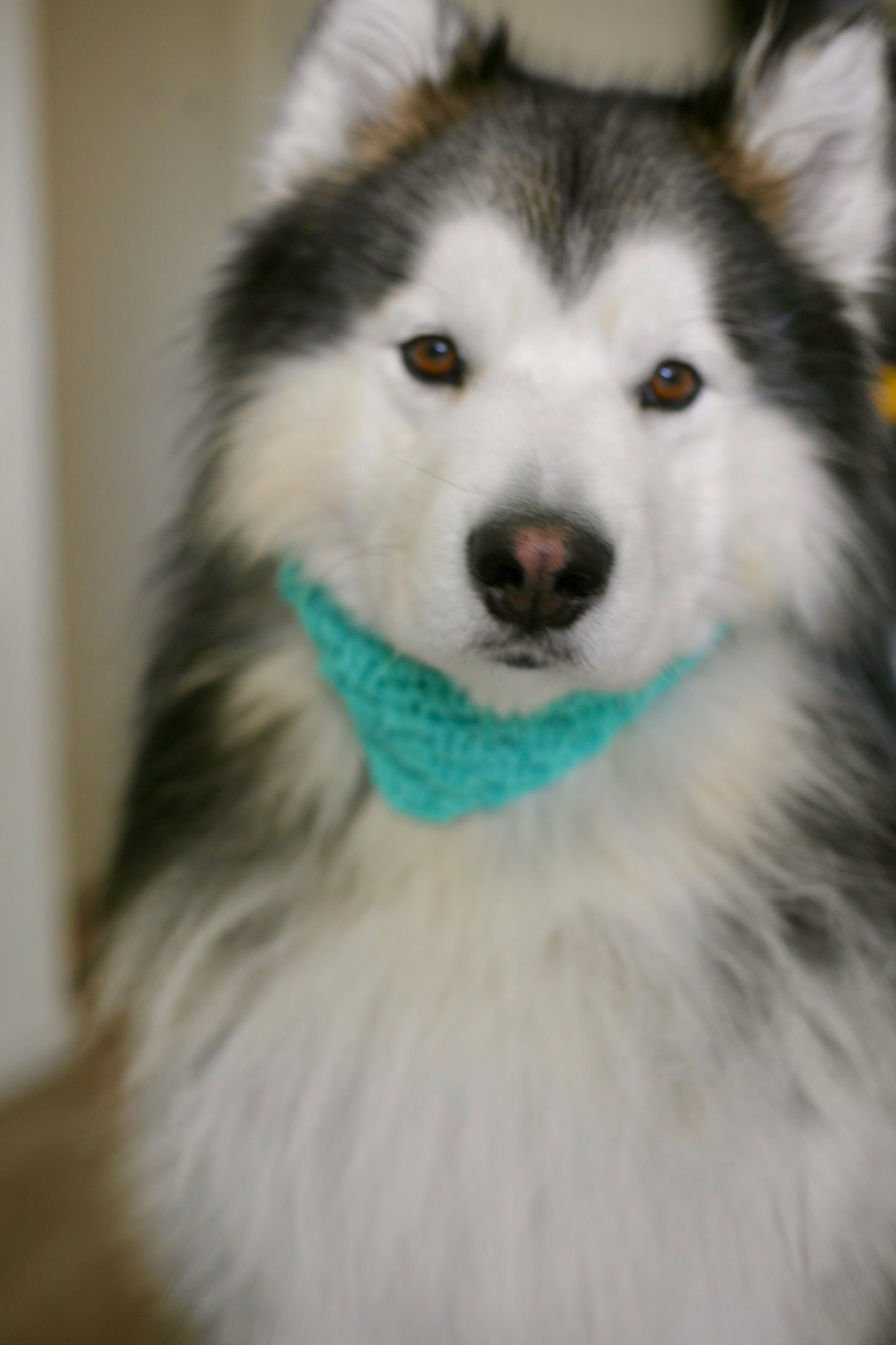 Crochet Trinity Dog Bandanna