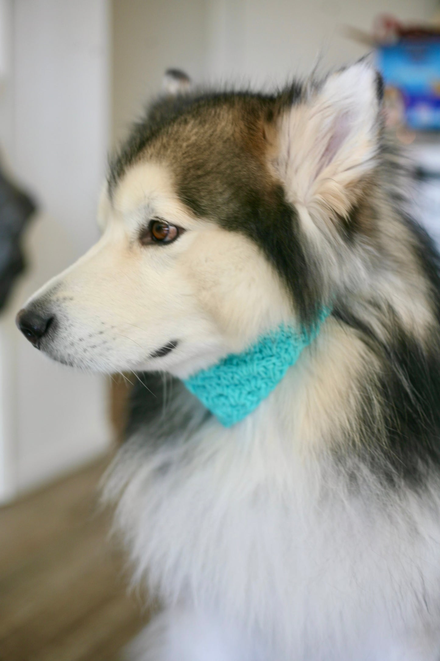 Crochet Trinity Dog Bandanna