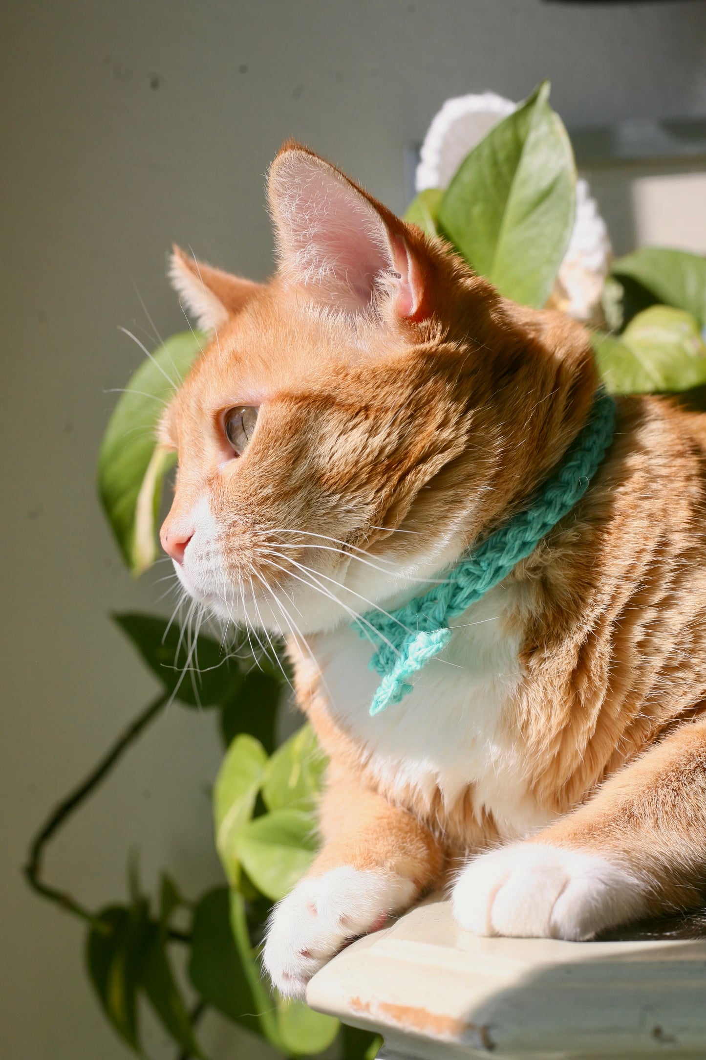 Crochet Trinity Cat Collar