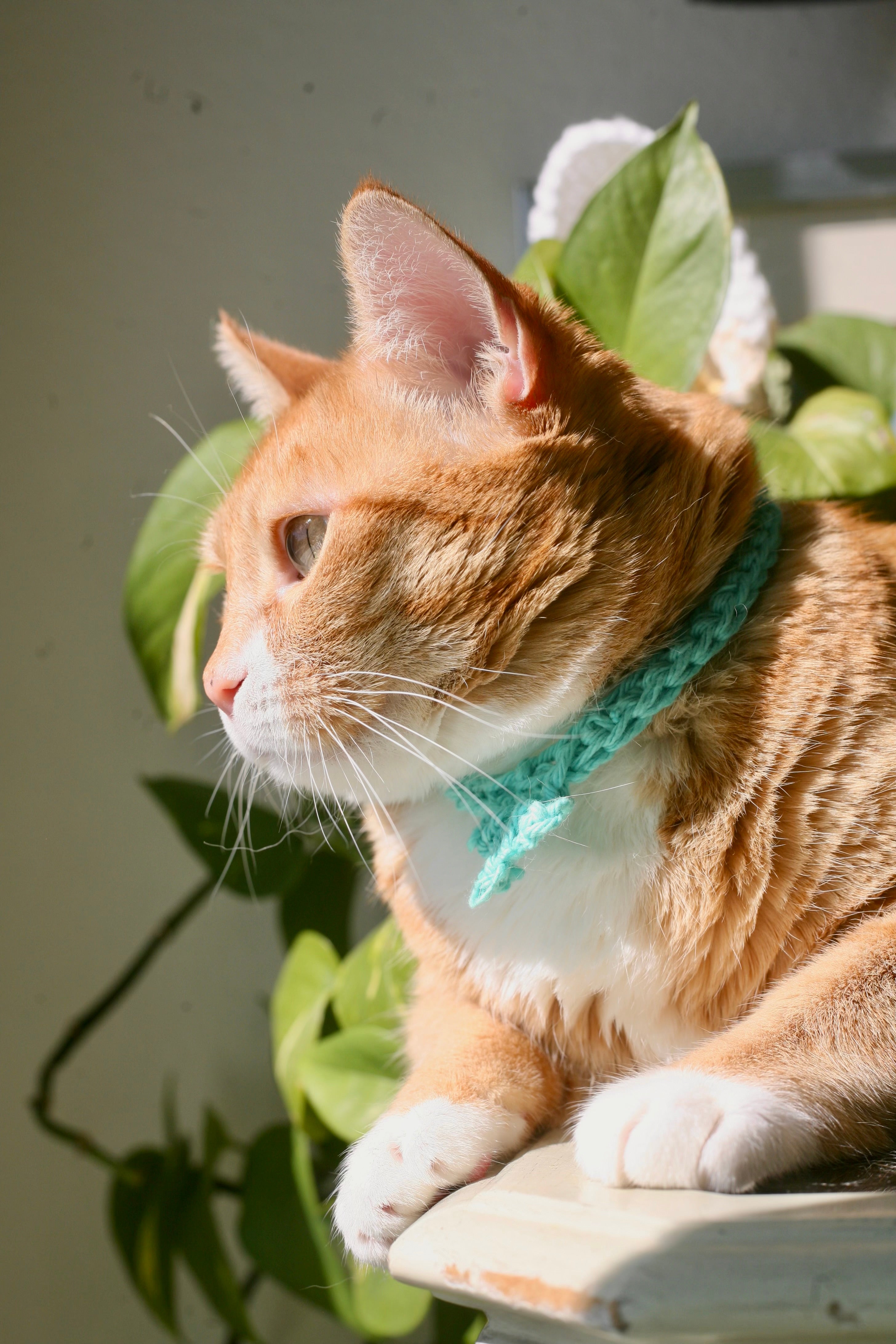 Crochet Trinity Cat Collar