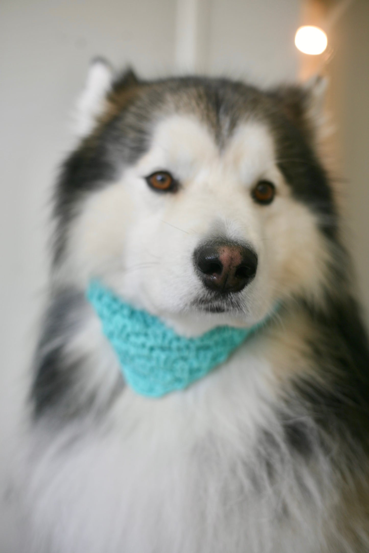 Crochet Trinity Dog Bandanna